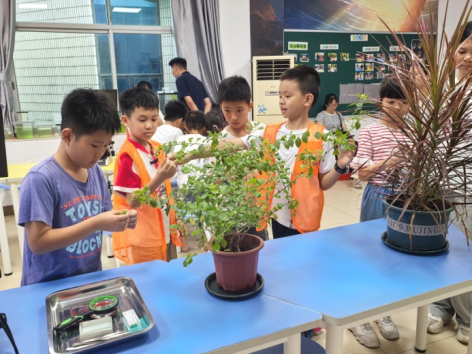 研学工作坊——夏叶的生命秘密